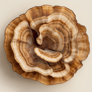 Mushroom Coffee Nearby