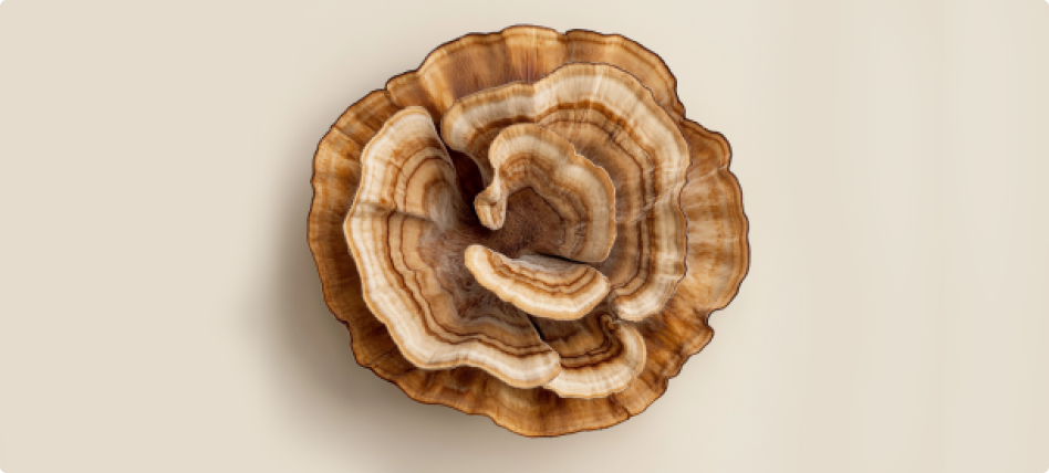 Mushroom Coffee Nearby