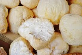 Lion's mane mushroom