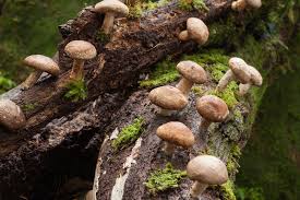 Mushroom Suplement
